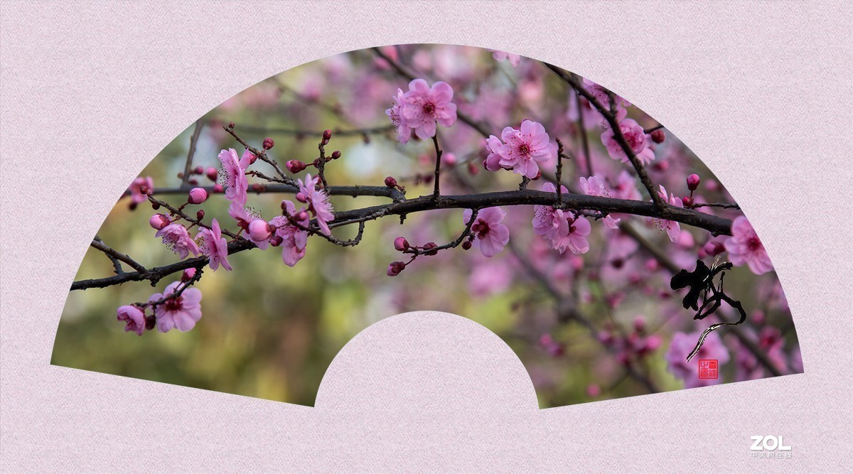 ◆◆◆◆◆天下争春梅先知◆◆◆◆◆