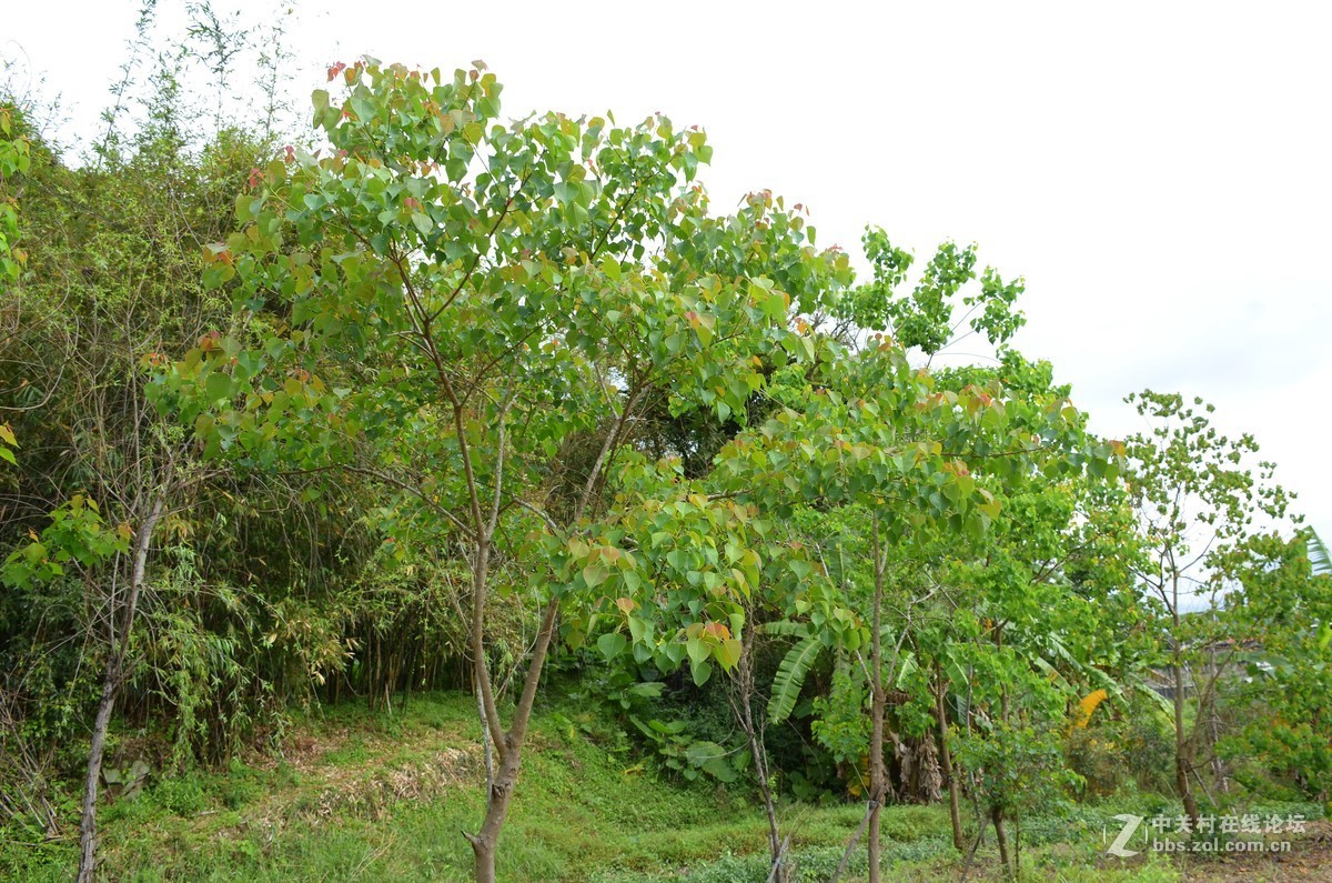 湿地公园的花和运动器械