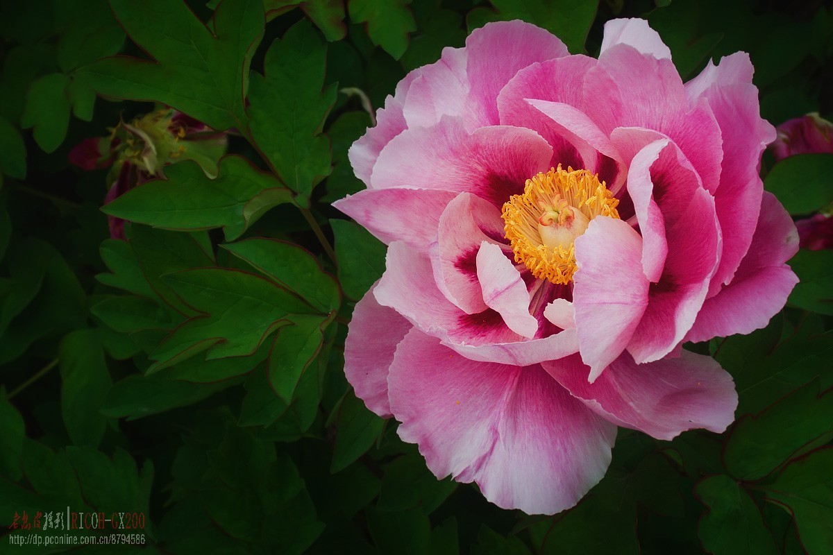 花期将尽的牡丹