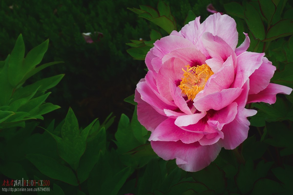 花期将尽的牡丹