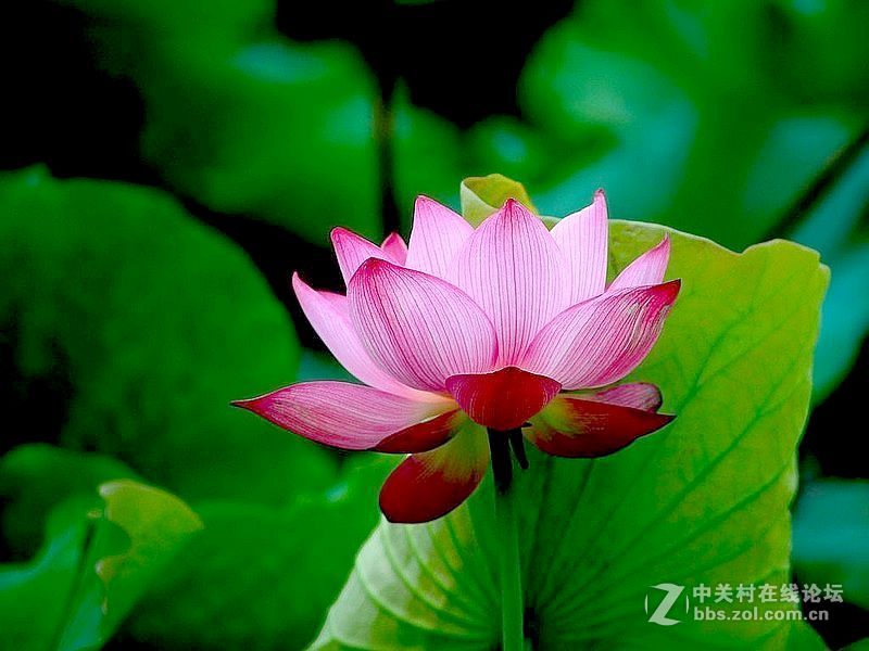 政通人和富由起，芙蓉仙子游徐州。