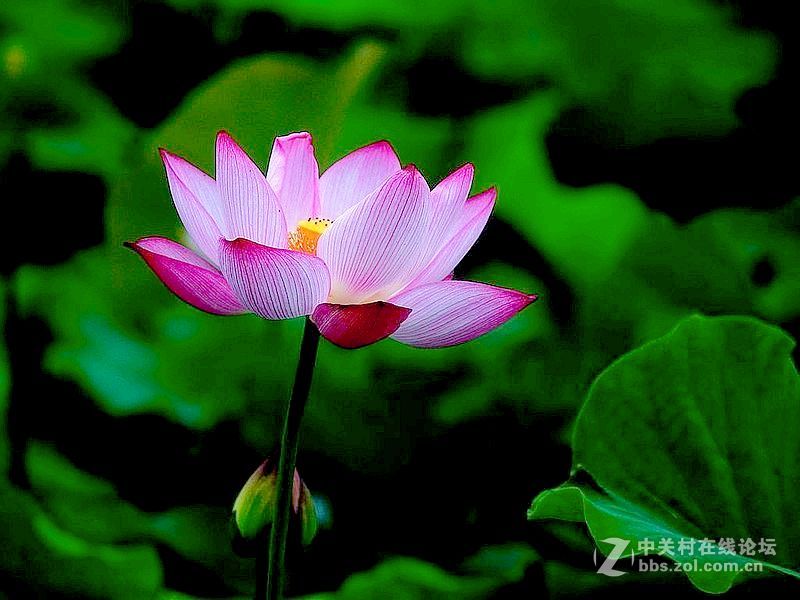 政通人和富由起，芙蓉仙子游徐州。