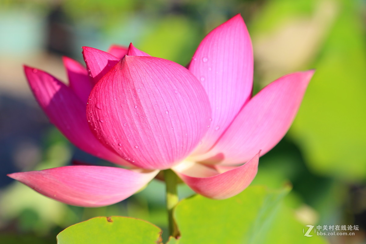 荷天莲叶无穷尽，映日荷花碧样红