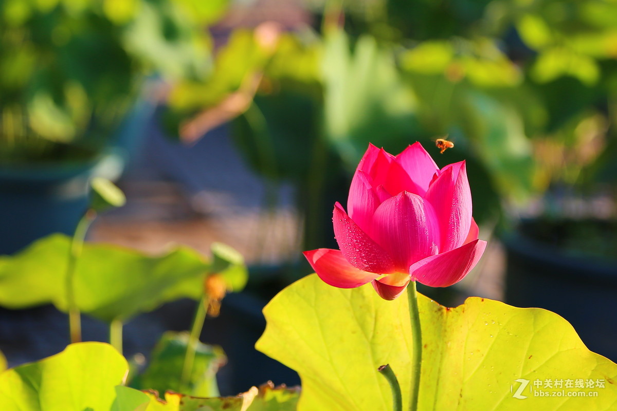 荷天莲叶无穷尽，映日荷花碧样红