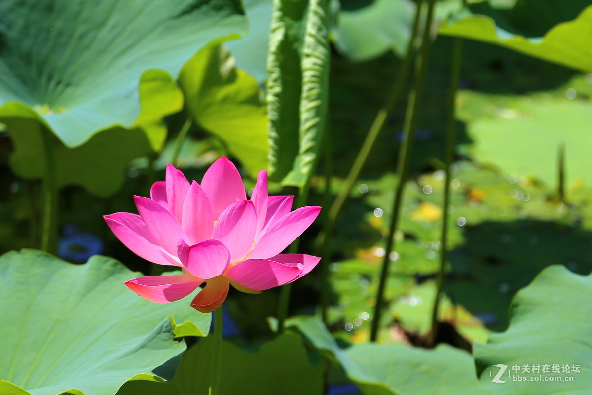 荷天莲叶无穷尽，映日荷花碧样红