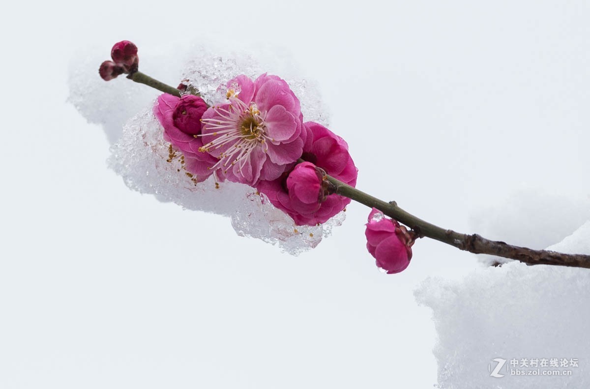 雪后的梅花