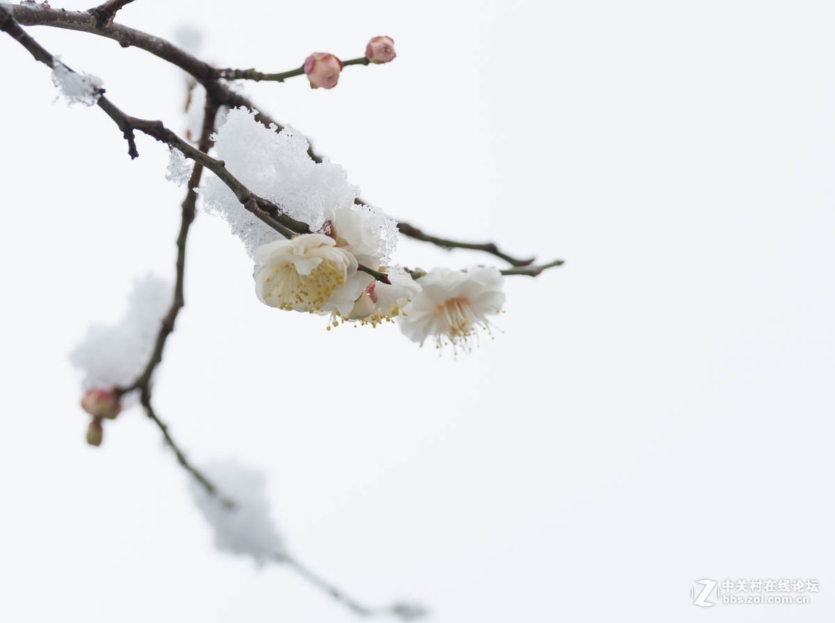 雪后的梅花