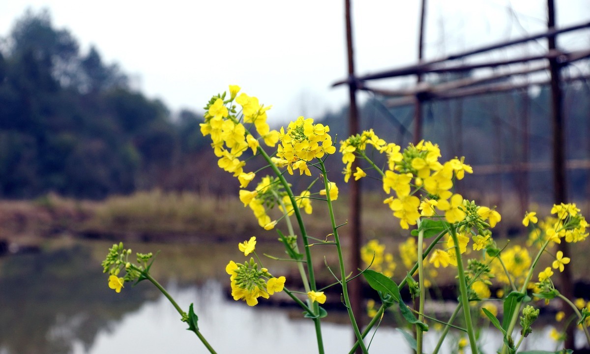 河岸野生几棵油菜花