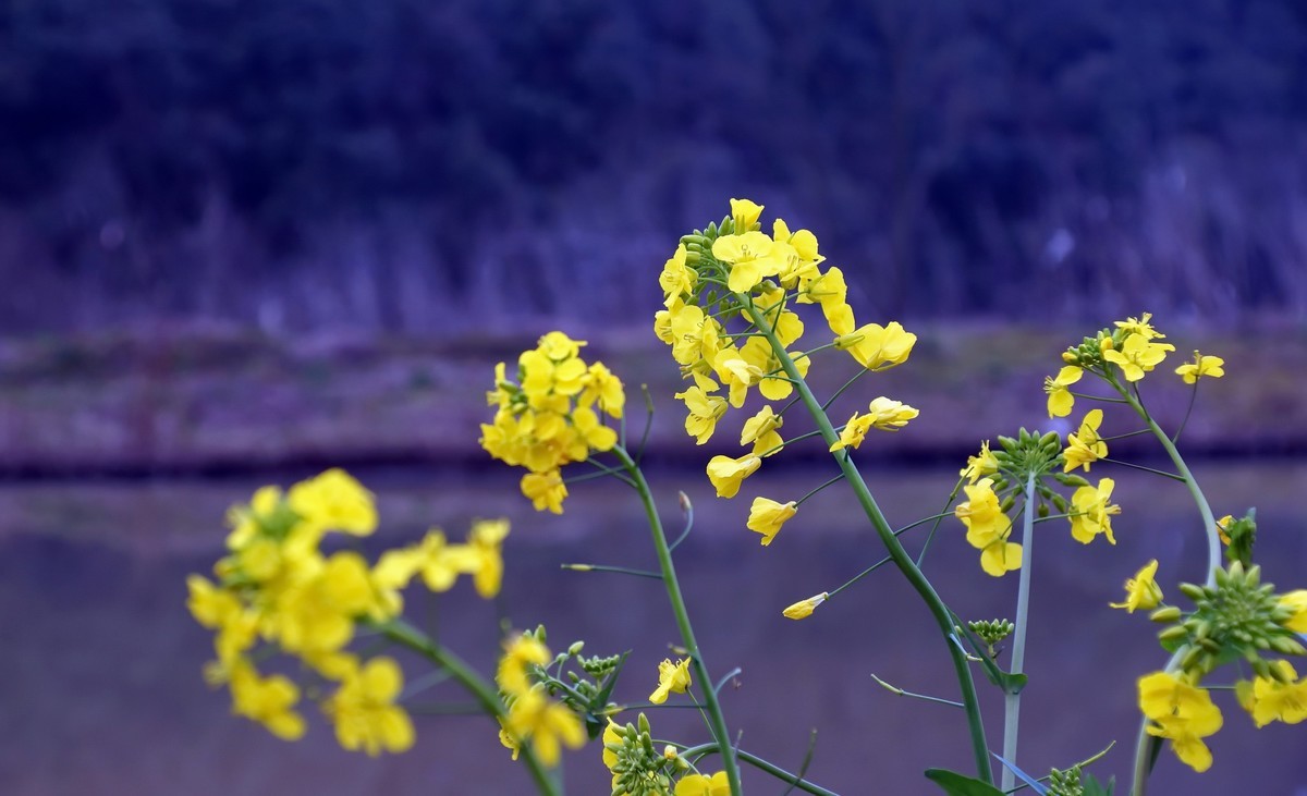 〖 河 岸 野 生 几 棵 油 菜 花 〗