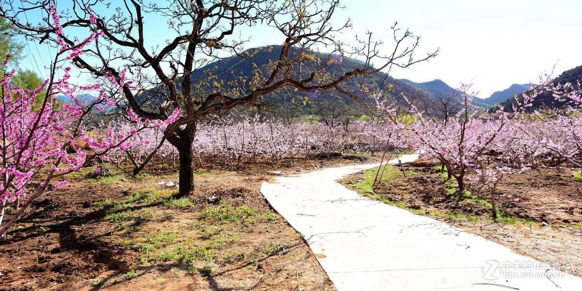 平谷“小景山”山看——桃花海