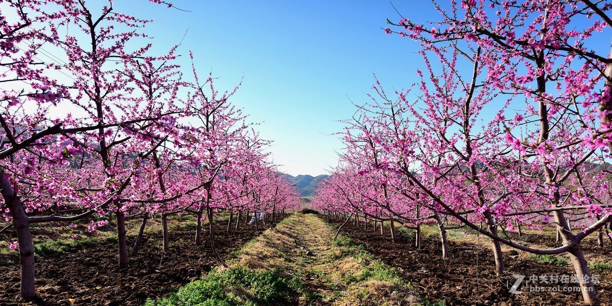 平谷“小景山”山看——桃花海