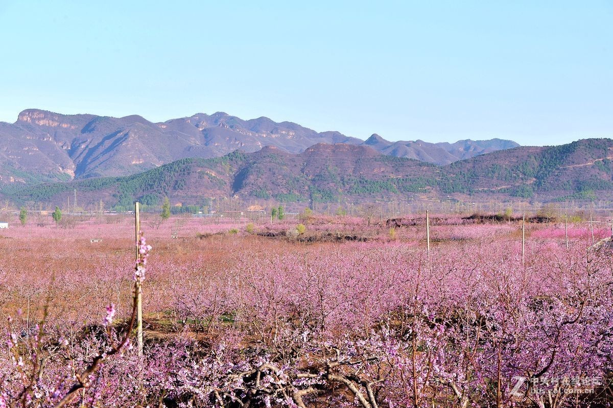 平谷“小景山”山看——桃花海