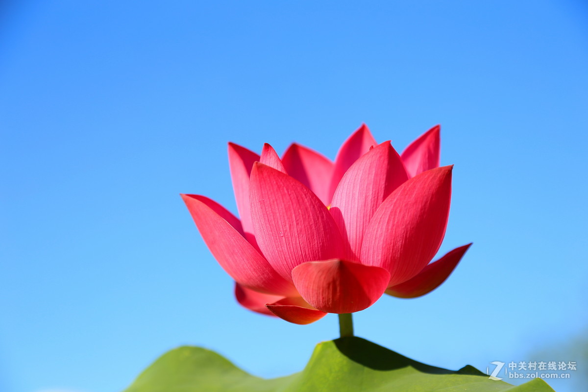 荷天莲叶无穷尽，映日荷花碧样红