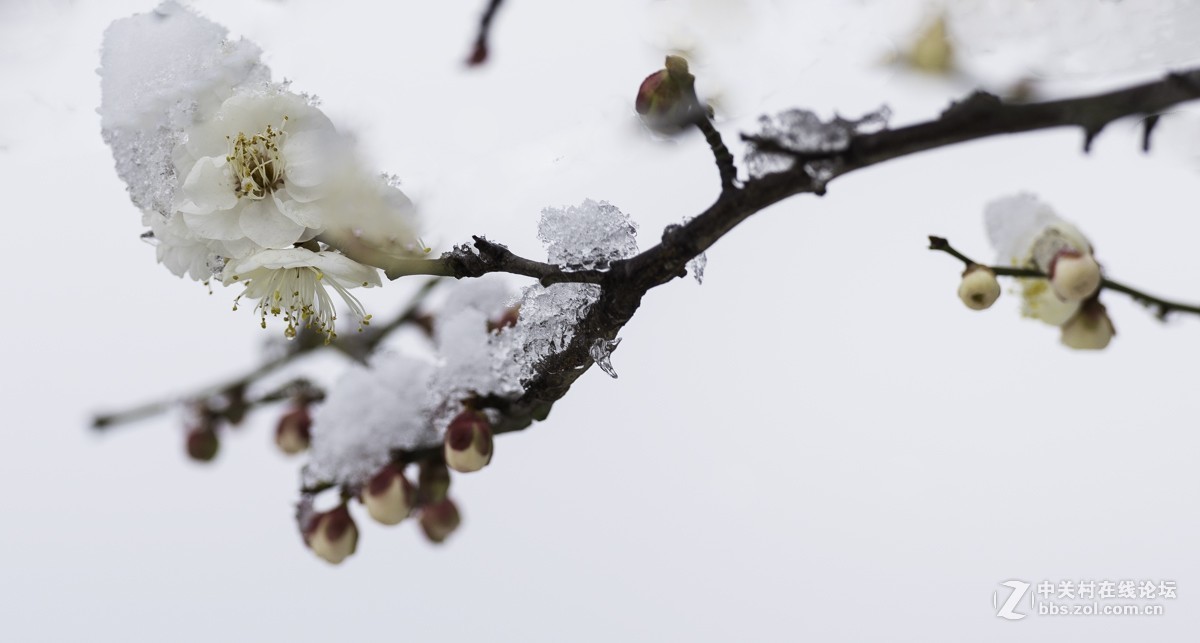 雪后的梅花
