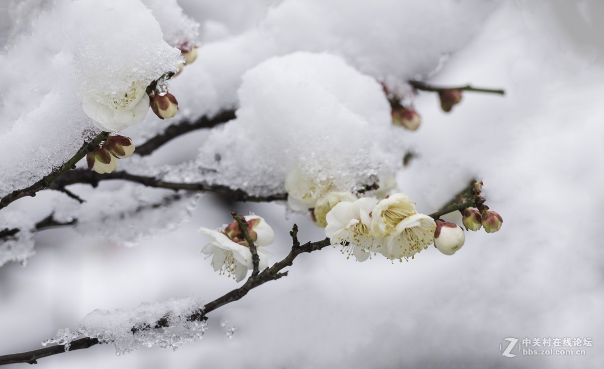 雪后的梅花