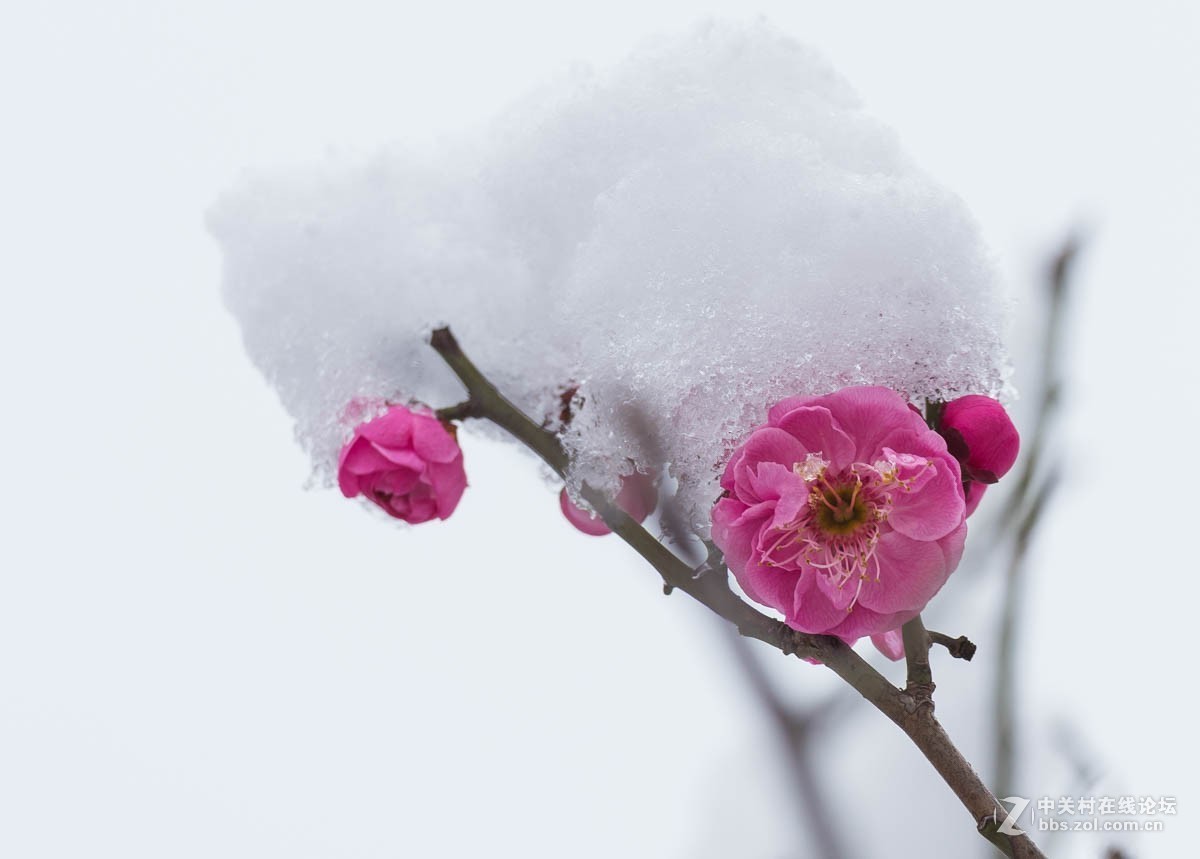 雪后的梅花