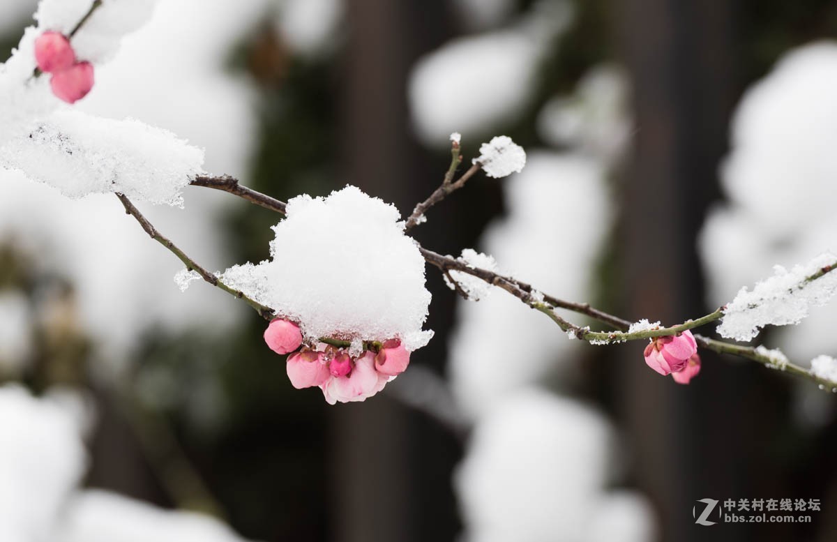 雪后的梅花