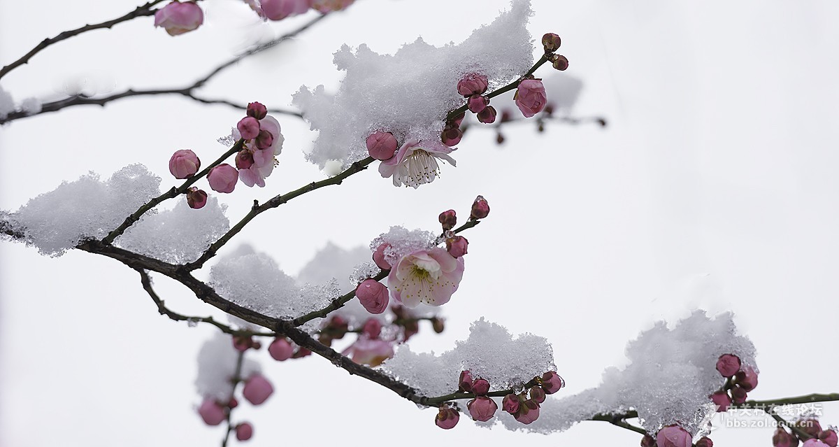 雪后的梅花