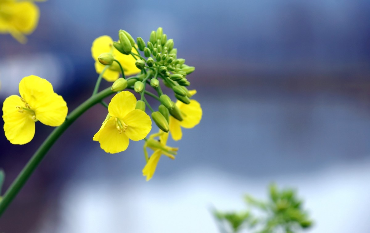 河岸野生几棵油菜花
