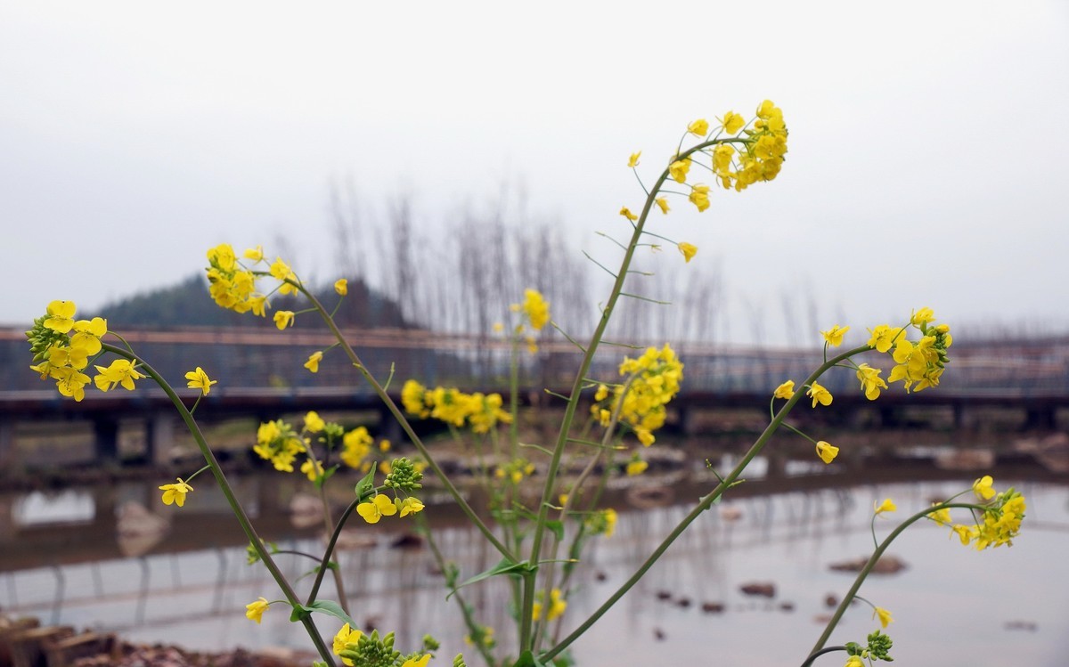 河岸野生幾棵油菜花