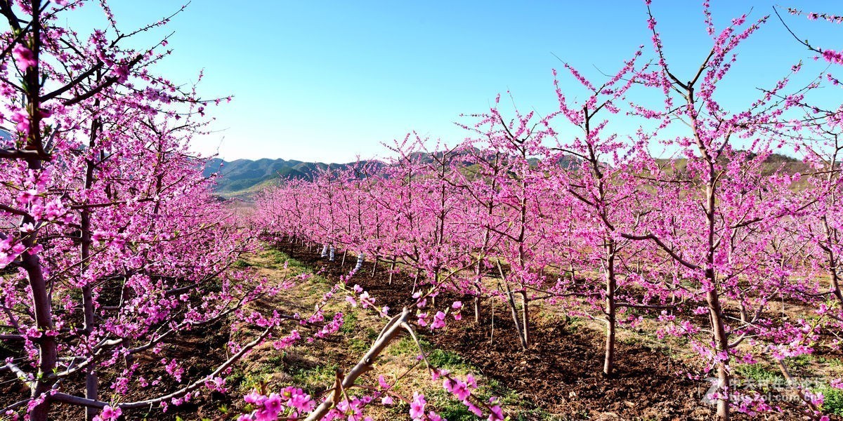 平谷“小景山”山看——桃花海