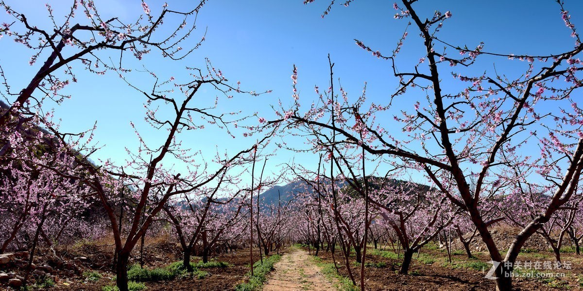 平谷“小景山”山看——桃花海