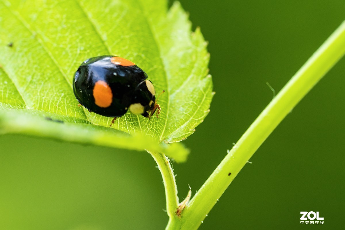 二星瓢虫-中关村在线摄影论坛