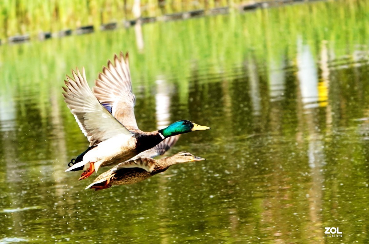 一组高速连拍---绿头野鸭