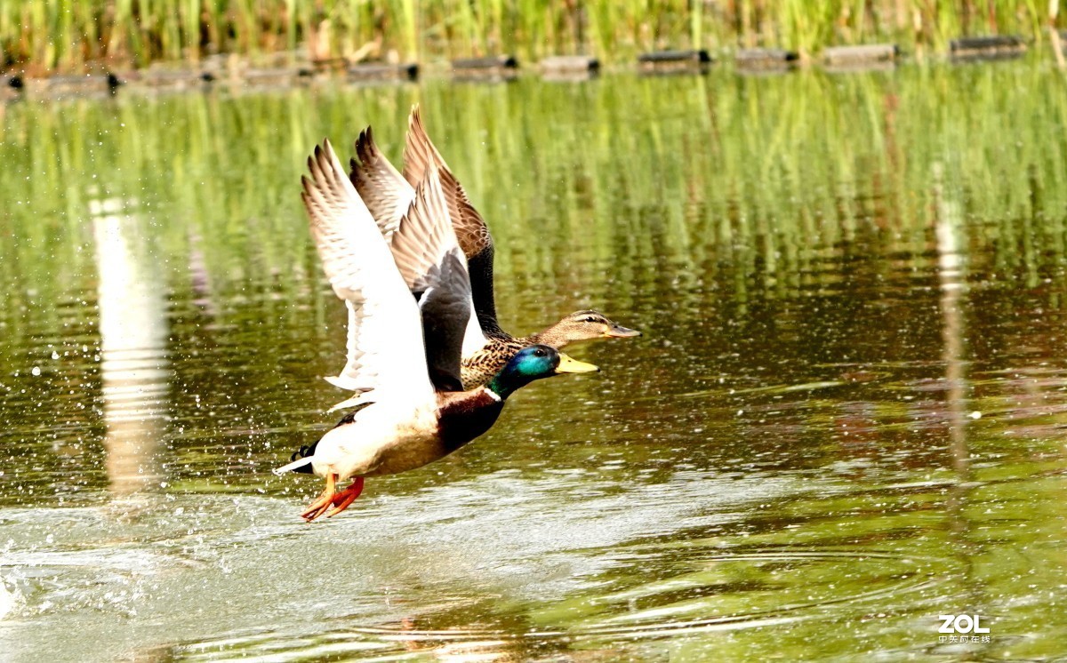 一组高速连拍---绿头野鸭