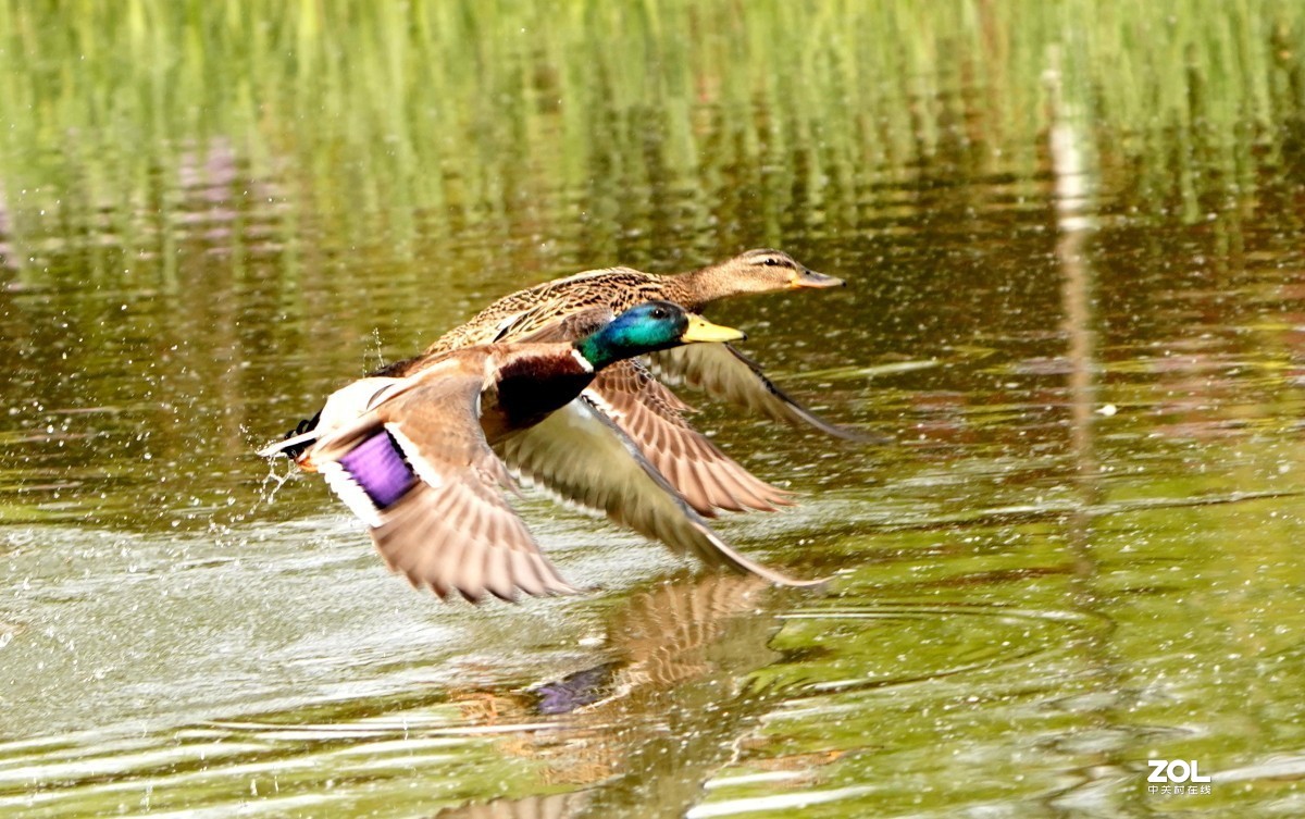 一组高速连拍---绿头野鸭