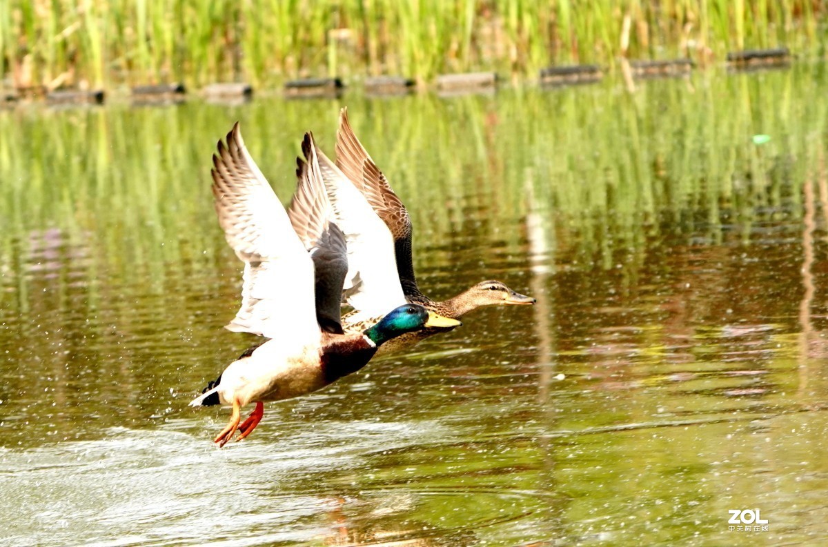 一组高速连拍---绿头野鸭