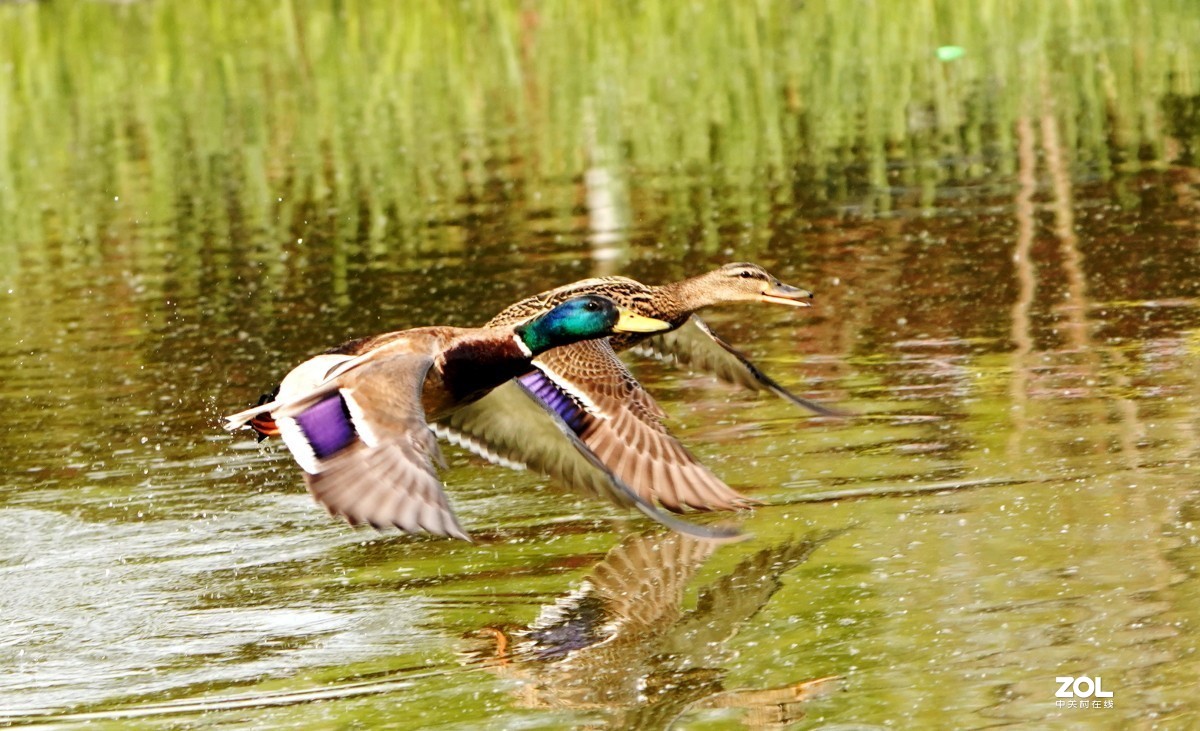 一组高速连拍---绿头野鸭