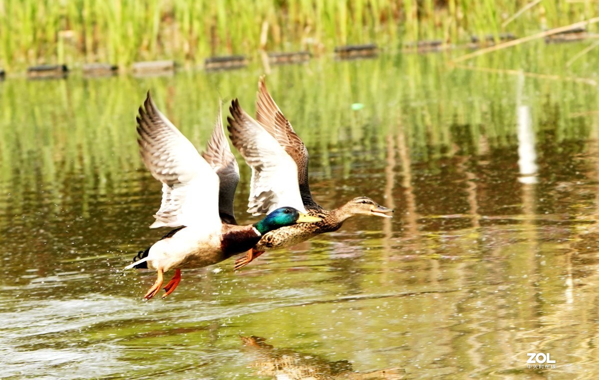一组高速连拍---绿头野鸭