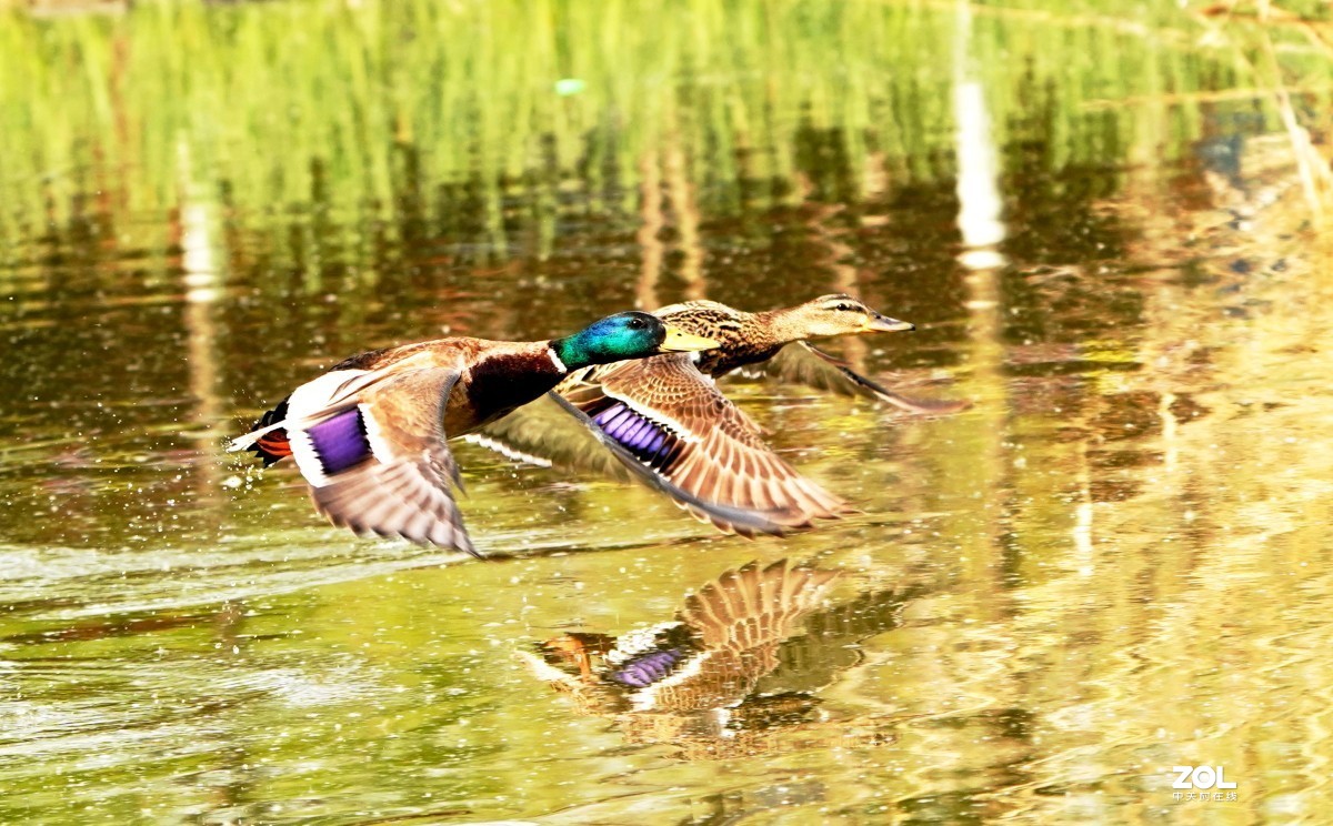 一组高速连拍---绿头野鸭