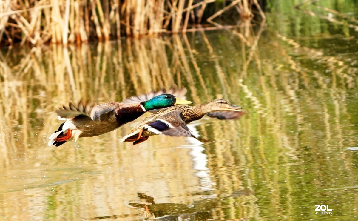 一组高速连拍---绿头野鸭