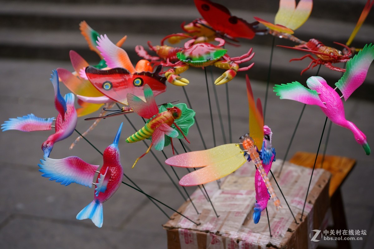 新购入适马70-200 2.8 S版拍摄