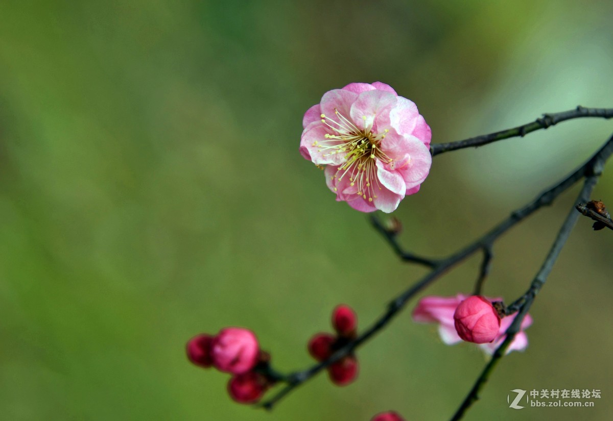 我用尼克尔24一120 [1] 初次拍花