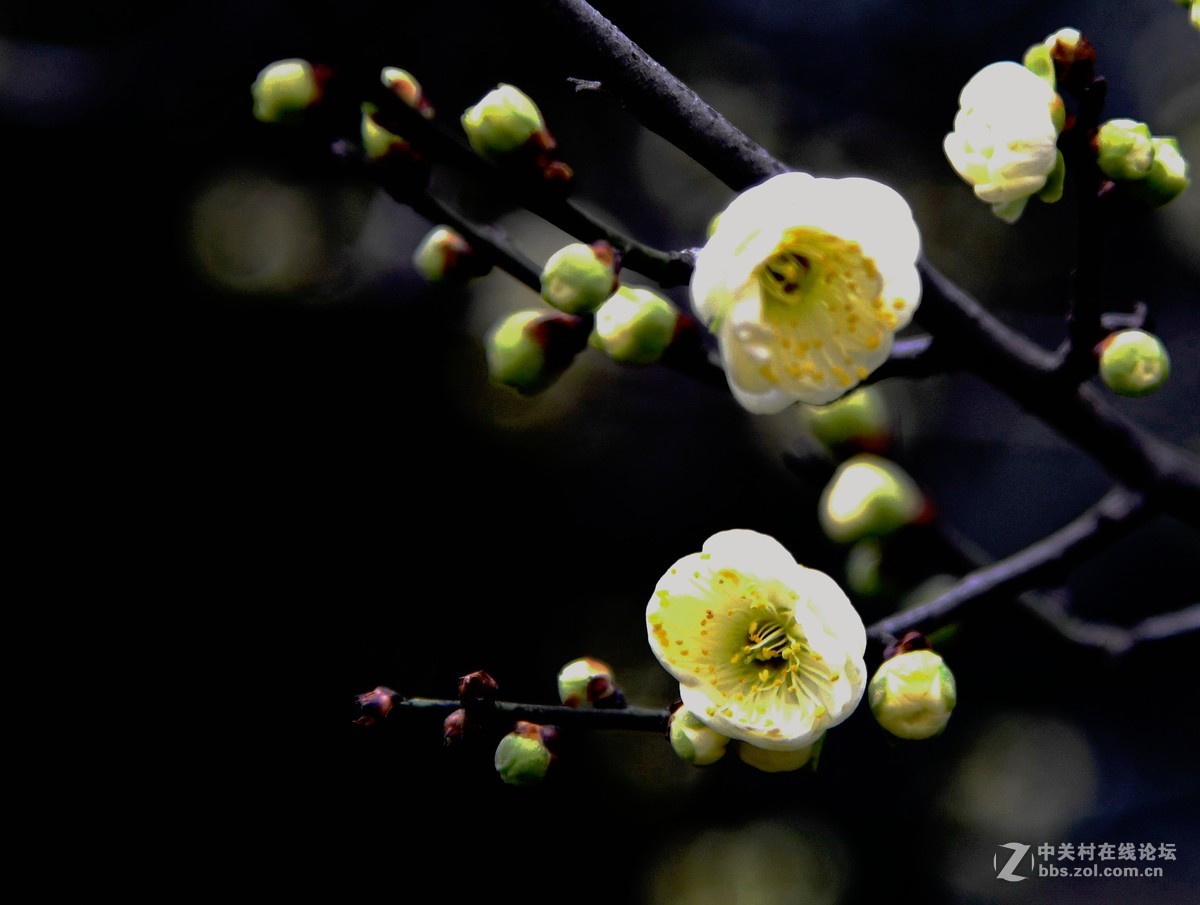 我用尼克尔24一120 [1] 初次拍花