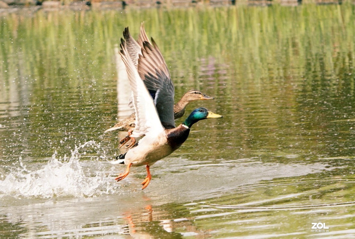 一组高速连拍---绿头野鸭