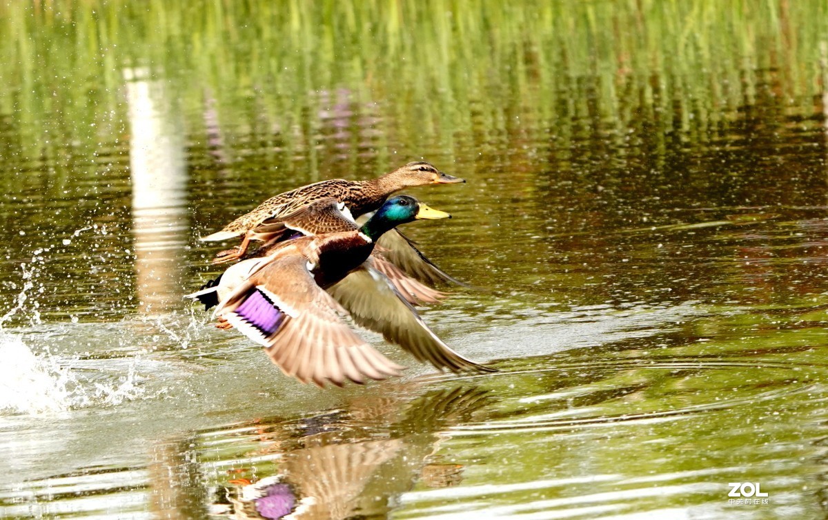 一组高速连拍---绿头野鸭