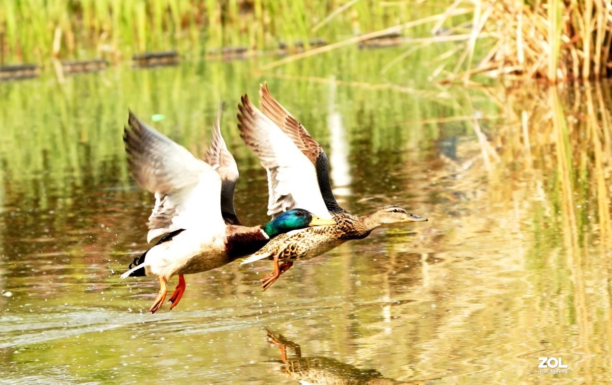 一组高速连拍---绿头野鸭