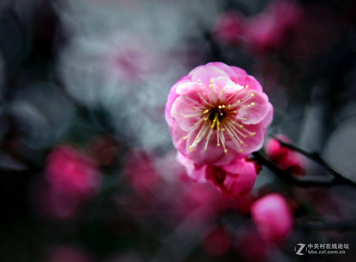 我用尼克尔24一120 [1] 初次拍花