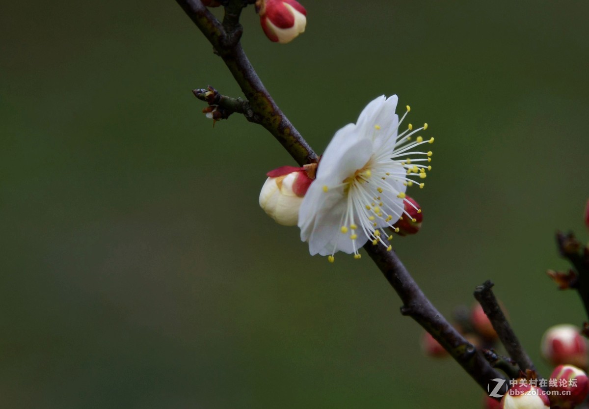我用尼克尔24一120 [1] 初次拍花