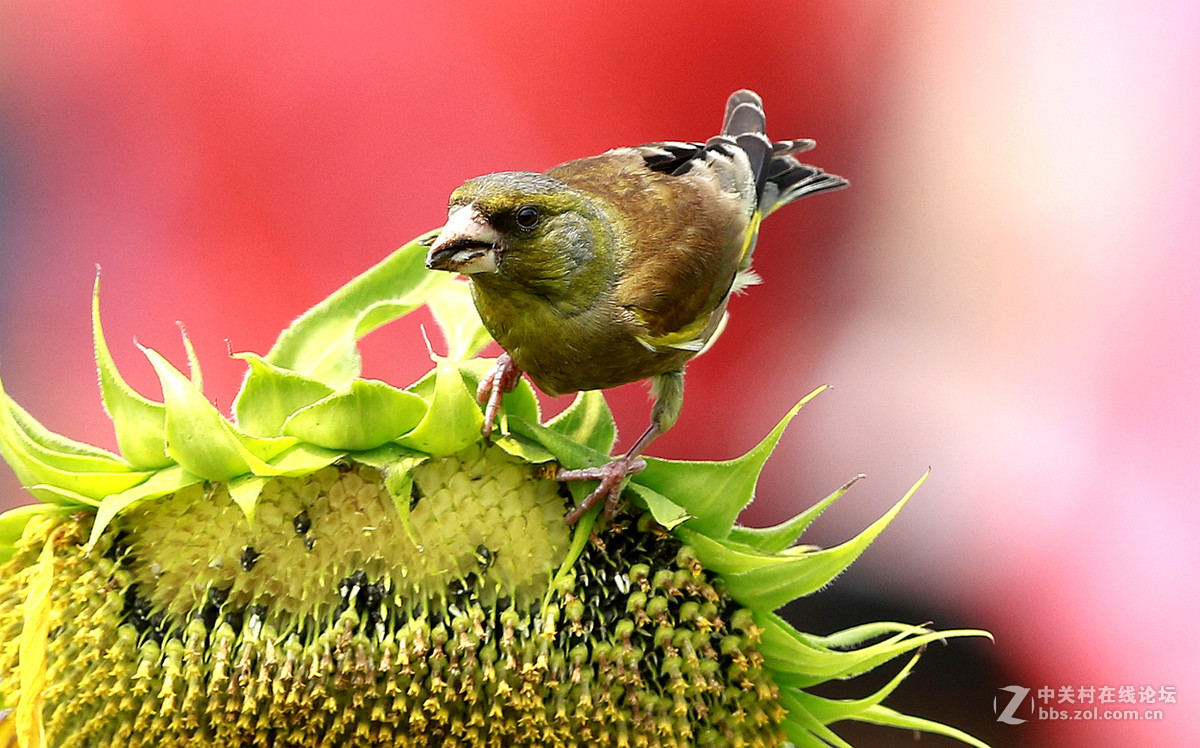 奥森金翅鸟（二）