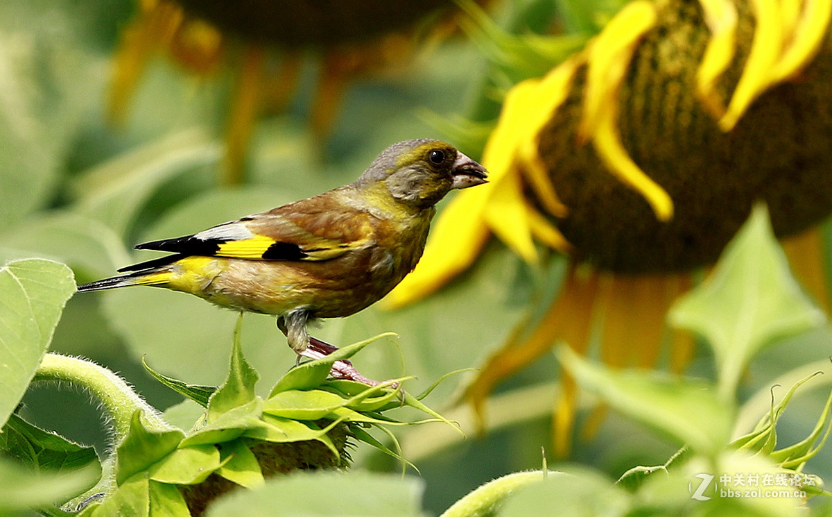 奥森金翅鸟（二）