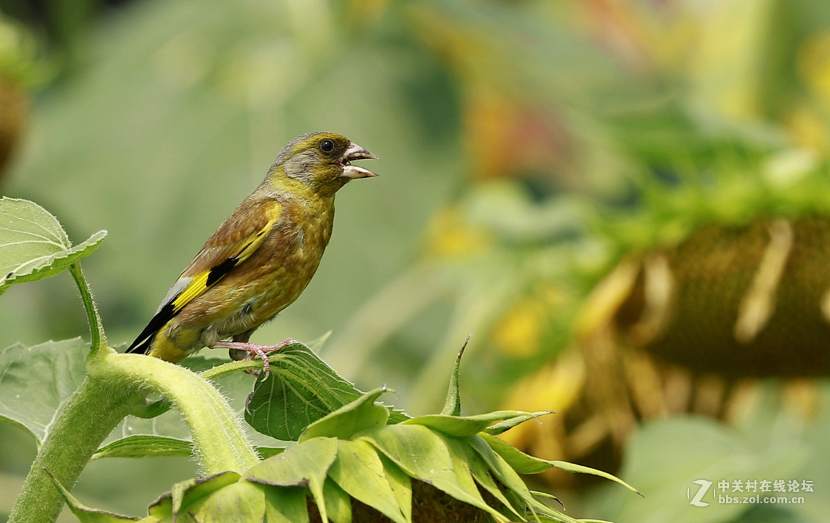 奥森金翅鸟（二）