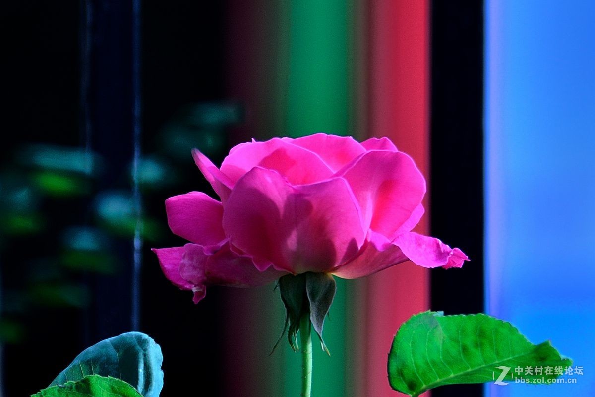 天津市花——月季花（4）