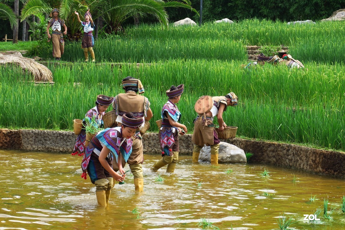 云南民族村里的歌舞表演——哈尼族田间歌舞之（插秧山歌）