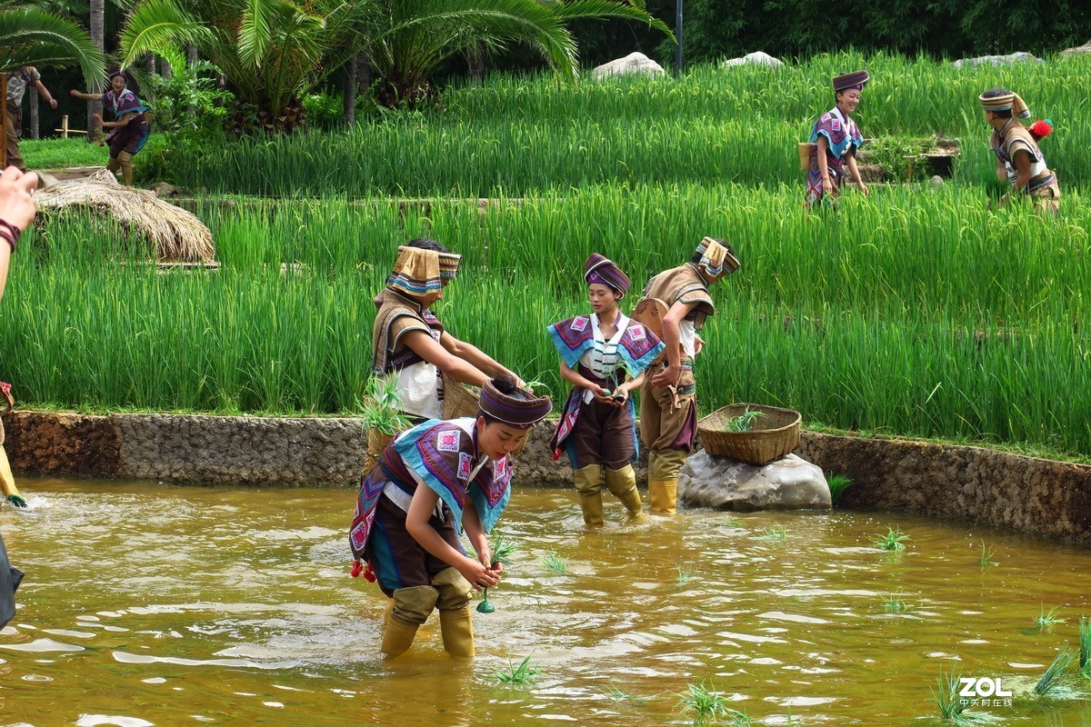 云南民族村里的歌舞表演——哈尼族田间歌舞之（插秧山歌）