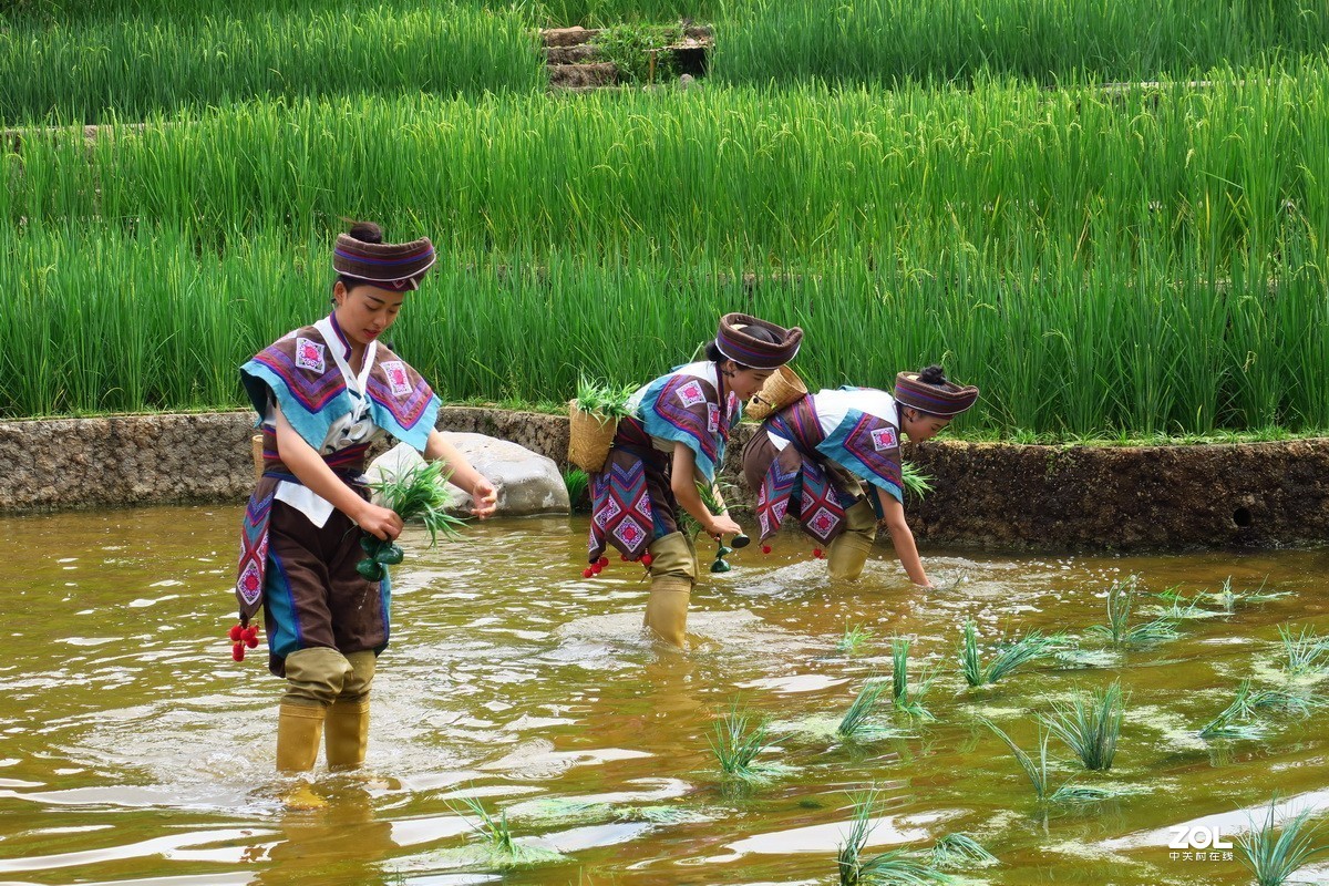 云南民族村里的歌舞表演——哈尼族田间歌舞之（插秧山歌）